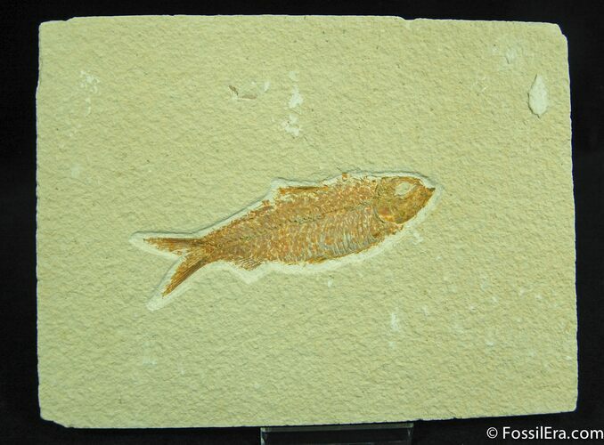 / Inch Fossil Fish Knightia eocaena #37